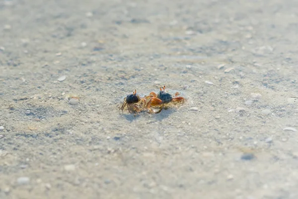 Mole Crab Stock Photos Royalty Free Mole Crab Images Depositphotos