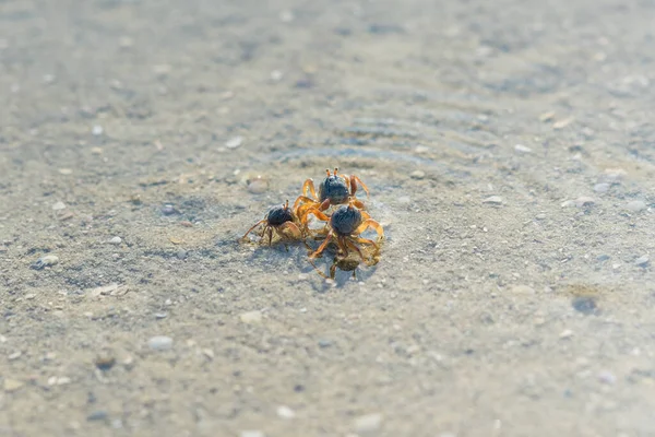 Mole Crab Stock Photos Royalty Free Mole Crab Images Depositphotos