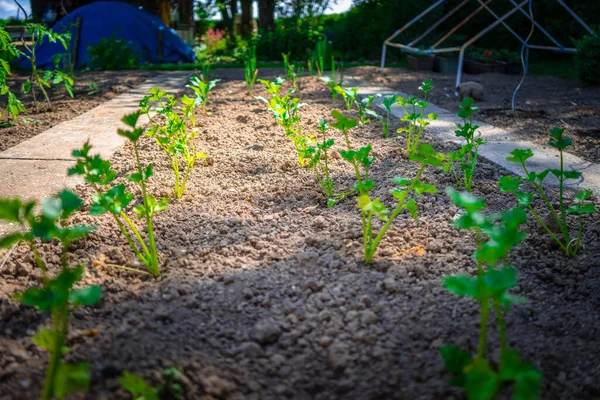 庭の若い緑の植物は — ストック写真