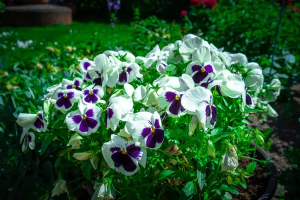 Violetas Jardim — Fotografia de Stock