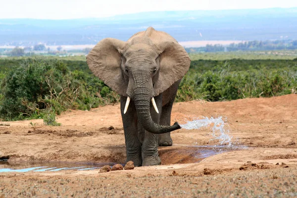 Elefanten Trinken Wasserloch Addo Elephant Nationalpark — Stockfoto