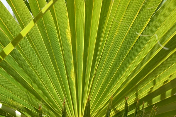 Hojas Palma Jardín — Foto de Stock