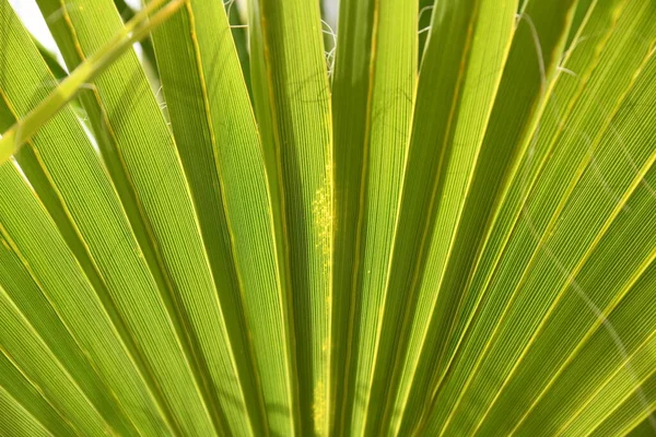 Palmové Listy Zahradě — Stock fotografie