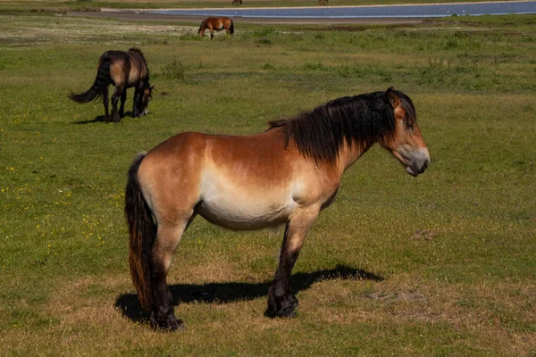 Caballos Prado —  Fotos de Stock