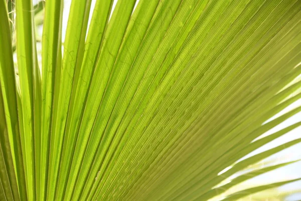 Зелене Листя Флора Листя — стокове фото