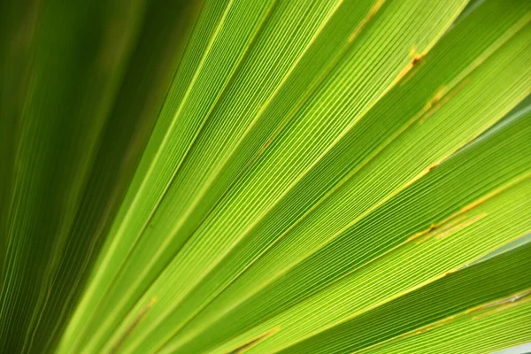 Green Leaf Background Close — Stock Photo, Image