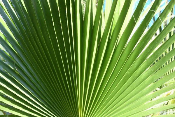 太陽の背景に緑の葉があり — ストック写真