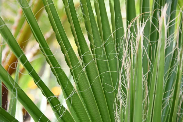 Gröna Blad Flora Och Bladverk — Stockfoto