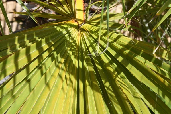 Palmblad Stranden — Stockfoto