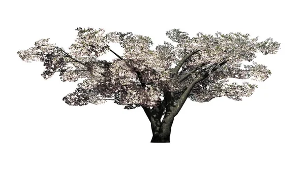Cherry Tree Blossom Isolated White Background Illustration — Stock Photo, Image