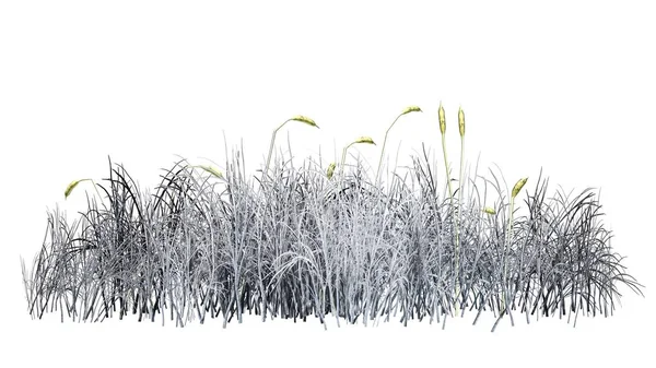 Cattail Inverno Isolato Sfondo Bianco Illustrazione — Foto Stock