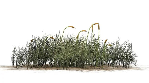 Cattail Isolated White Background Illustration — Stock Photo, Image