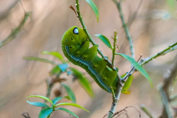 Oleander hawk moth caterpillar eating. Eye like structures, possibly for threatening the predators. Seen at the island of Ko Lanta in the south of Thailand