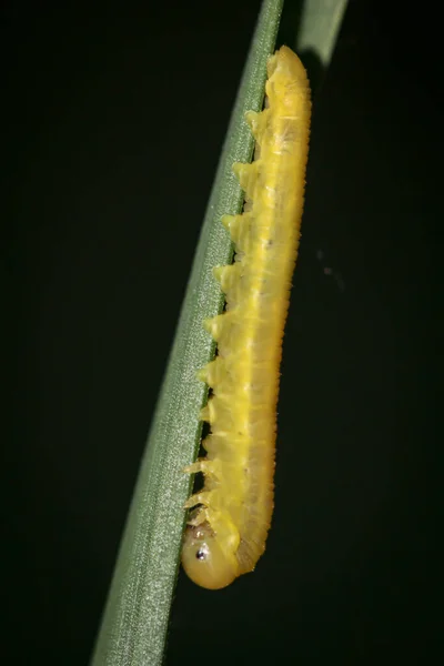 Une Chenille Jaune Grimpe Sur Une Plante — Photo