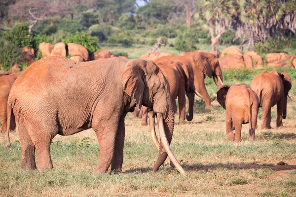 Grande Família Elefantes Vermelhos Caminho Savana Queniana — Fotografia de Stock