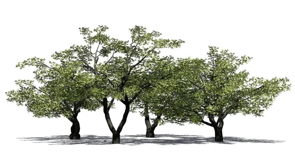 Kersenboom Cluster Geïsoleerd Witte Achtergrond Illustratie — Stockfoto