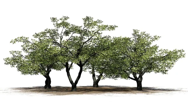 Cherry Träd Kluster Isolerad Vit Bakgrund Illustration — Stockfoto