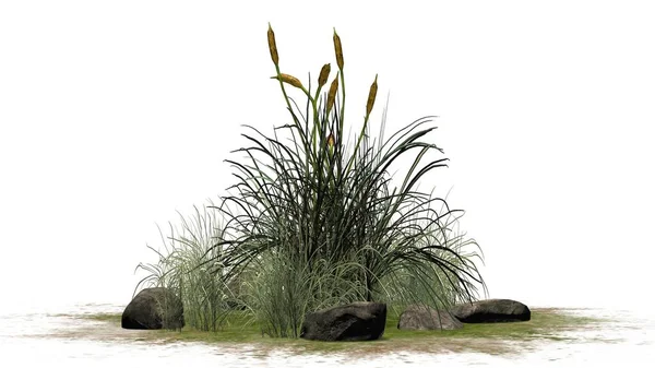 Cattail Tra Diverse Pietre Granito Isolato Sfondo Bianco Illustrazione — Foto Stock