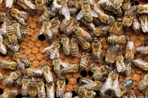 Zbliżenie Pszczół Plaster Miodu — Zdjęcie stockowe