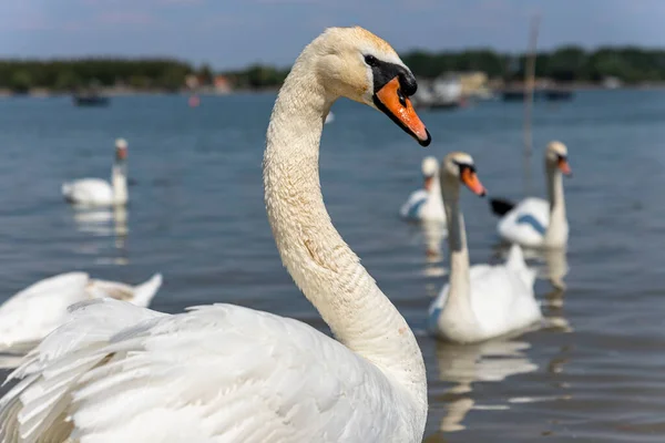 Elegante Cisne Río Danubio Con Bandada Cisnes Fondo — Foto de Stock