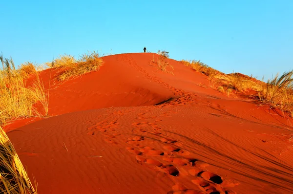 Poranny Nastrój Parku Narodowym Namib Naukluft Namibia — Zdjęcie stockowe