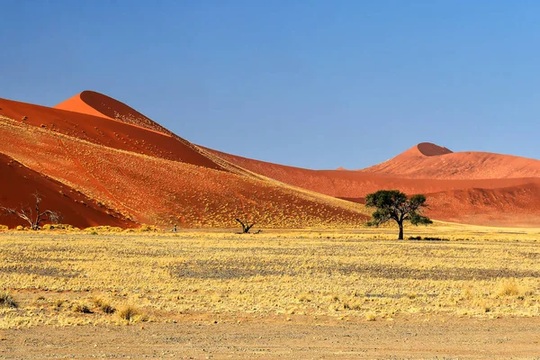 Naukluft National Park Namibia Sossusvlei — 스톡 사진