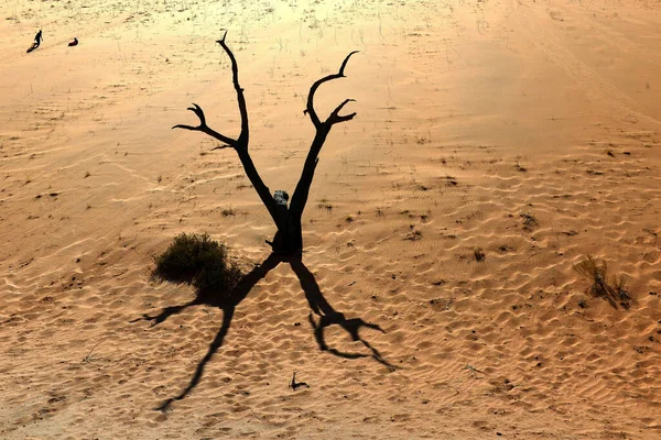 Naukluft National Park Namibie Dead Vlei Hliněná Pánev Poušti Mrtvými — Stock fotografie