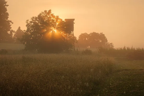 Sole Mattutino Con Travi Prato Alberato Seggiolino Alto — Foto Stock