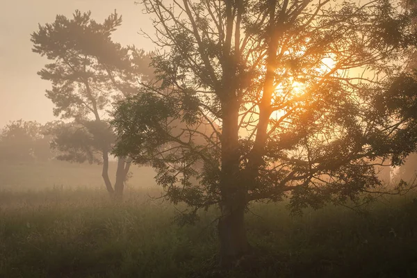Trees Meadow Morning Sun Mist Scenery — Stock Photo, Image