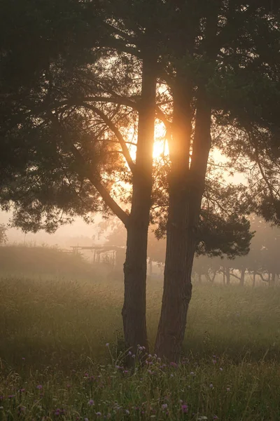 Árbol Niebla Dorso Iluminado Sol Matutino Formato Vertical — Foto de Stock