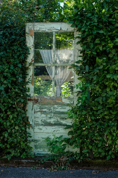 Stare Drewniane Drzwi Bluszczem Zielonymi Liśćmi — Zdjęcie stockowe