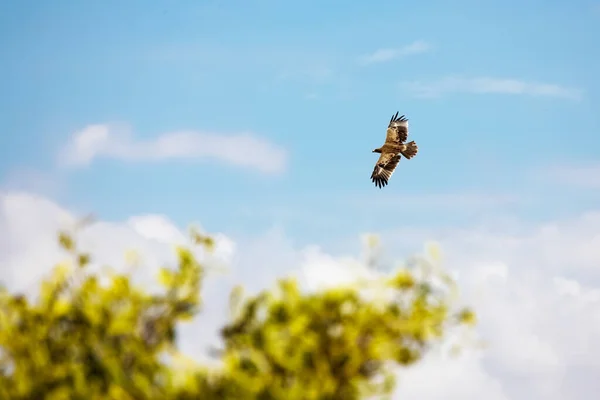 Großer Vogel Fliegt Himmel Kenias — Stockfoto