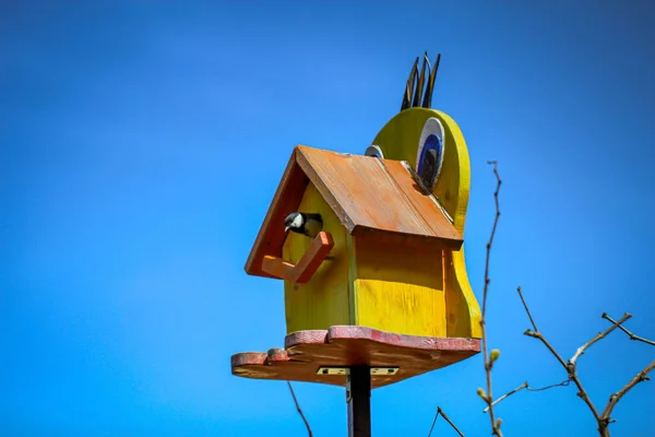 Minha Caixa Nidificação Auto Feita Que Agora Usada Por Titmice — Fotografia de Stock