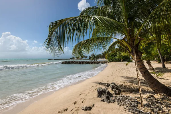 Paradise Tropical Beach Palm Trees Gosier Guadeloupe Island Caribbean Concepto — Foto de Stock