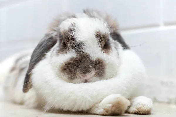 Lovely Bunny Rabbit Easter White Brown Lying Floor Beautiful Animal — Stock Photo, Image