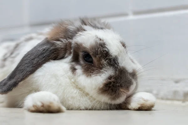 Schöne Hasen Osterhasen Weiß Und Braun Auf Dem Boden Liegend — Stockfoto