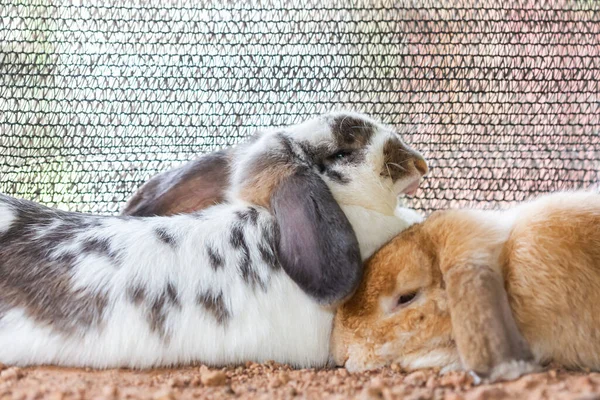 Rabbits White Black Cute Bright Motion Relaxation — Stock Photo, Image