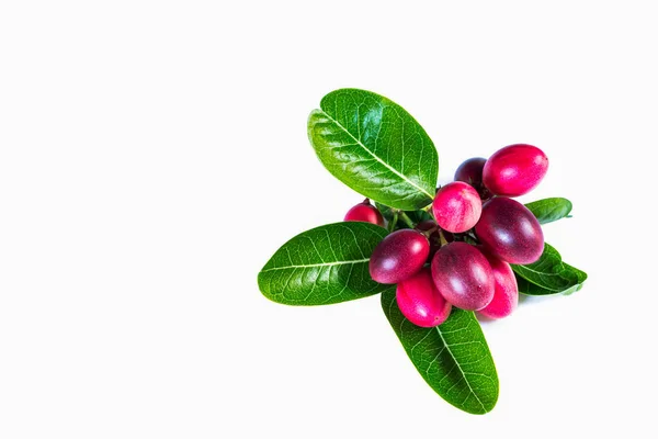 Buah Ini Asam Dan Merupakan Tanaman Herbal Benggala Currant Christ — Stok Foto