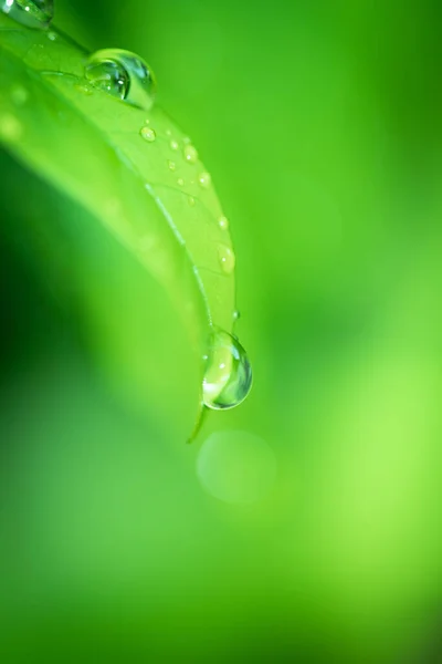 Levelek Közeli Természet Kilátás Zöld Levél Elmosódott Zöld Háttér Kertben — Stock Fotó