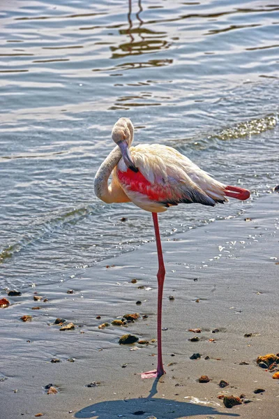 Pink Flamingos Walvis Bay Namibia — Stock Photo, Image