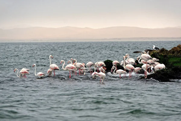 Pink Flamingos Walvis Bay Namibia — Stock Photo, Image