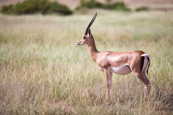 Impala Kenya Bozkırında — Stok fotoğraf