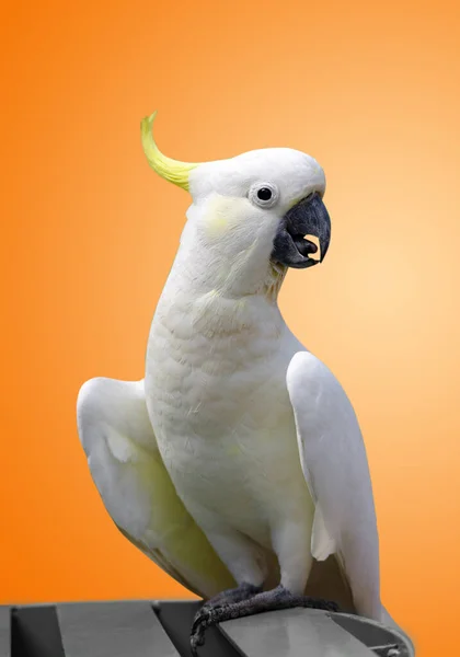 Zbliżenie Ujęcia Białego Ptaka — Zdjęcie stockowe