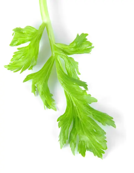 Folhas Salsa Verdes Frescas Isoladas Fundo Branco — Fotografia de Stock