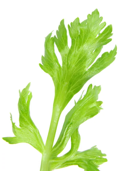 Friske Grønne Salatblade Isoleret Hvid Baggrund - Stock-foto