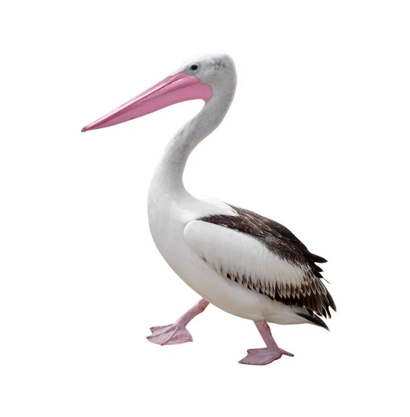 Arkaplanda Izole Edilmiş Beyaz Pelikan — Stok fotoğraf