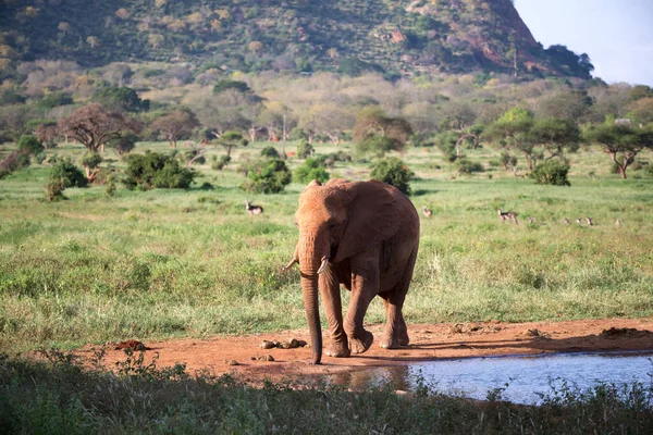 Vörös Elefántok Családja Egy Víznyelőnél Szavanna Közepén — Stock Fotó