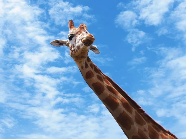 Giraffe Lucht — Stockfoto