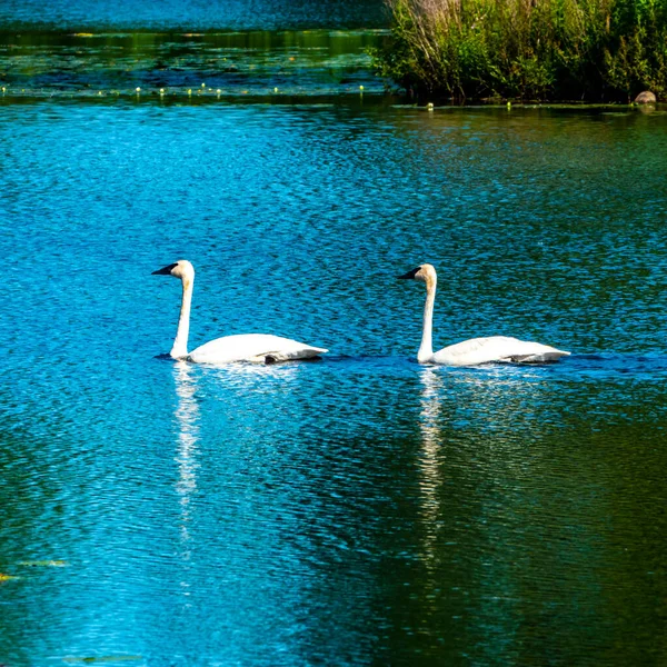 Cisne Lago — Fotografia de Stock