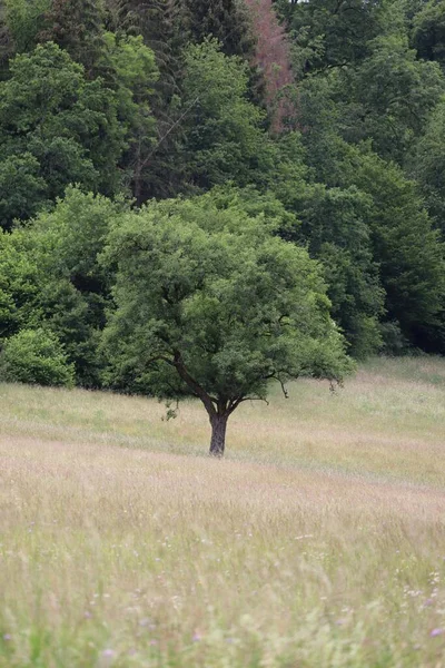 Μια Όμορφη Φωτογραφία Ενός Πράσινου Δέντρου Ένα Χωράφι — Φωτογραφία Αρχείου